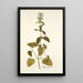 Stachys canariensis - Nikolaus Joseph Freiherr von Jacquin — gerahmtes Bild an der Wand