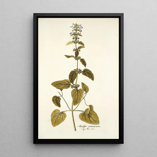 Stachys canariensis - Nikolaus Joseph Freiherr von Jacquin — gerahmtes Bild an der Wand