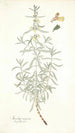 Stachys rugosa - Nikolaus Joseph Freiherr von Jacquin — Ansicht des Kunstwerks