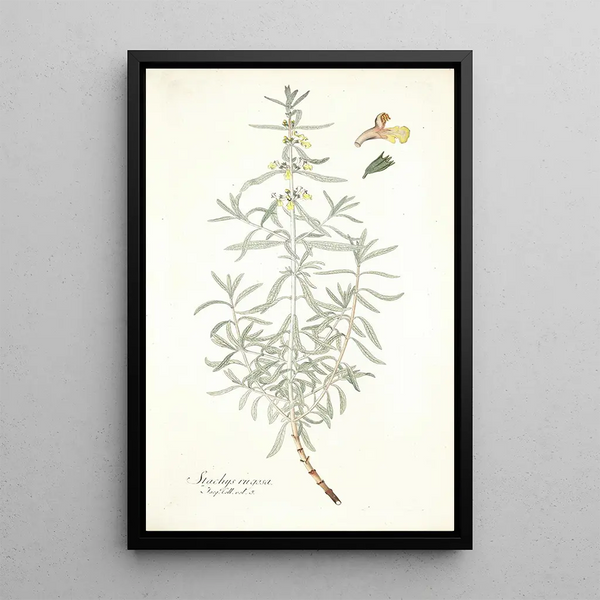 Stachys rugosa - Nikolaus Joseph Freiherr von Jacquin — gerahmtes Bild an der Wand