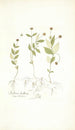 Stellaria bulbosa - Nikolaus Joseph Freiherr von Jacquin — Ansicht des Kunstwerks