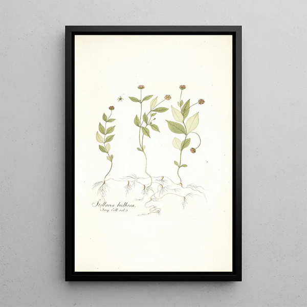 Stellaria bulbosa - Nikolaus Joseph Freiherr von Jacquin — gerahmtes Bild an der Wand