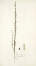 Stellera passerina - Nikolaus Joseph Freiherr von Jacquin — Ansicht des Kunstwerks