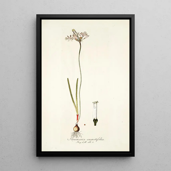Strumaria angustifolia - Nikolaus Joseph Freiherr von Jacquin — gerahmtes Bild an der Wand
