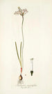 Strumaria angustifolia - Nikolaus Joseph Freiherr von Jacquin — Ansicht des Kunstwerks