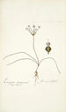 Strumaria filifolia - Nikolaus Joseph Freiherr von Jacquin — Ansicht des Kunstwerks
