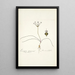 Strumaria filifolia - Nikolaus Joseph Freiherr von Jacquin — gerahmtes Bild an der Wand