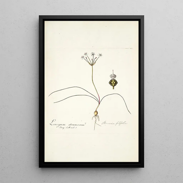 Strumaria filifolia - Nikolaus Joseph Freiherr von Jacquin — gerahmtes Bild an der Wand