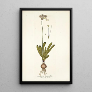 Nikolaus Joseph Freiherr von Jacquin - Strumaria linguaefolia.webp