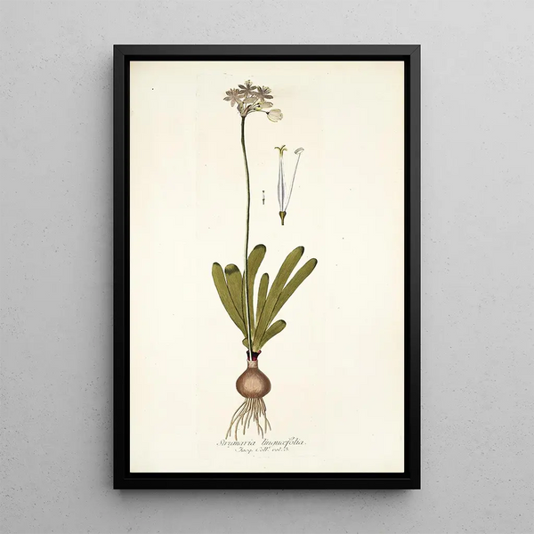 Strumaria linguaefolia - Nikolaus Joseph Freiherr von Jacquin — gerahmtes Bild an der Wand
