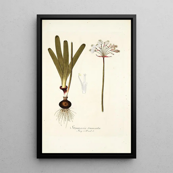 Strumaria truncata - Nikolaus Joseph Freiherr von Jacquin — gerahmtes Bild an der Wand