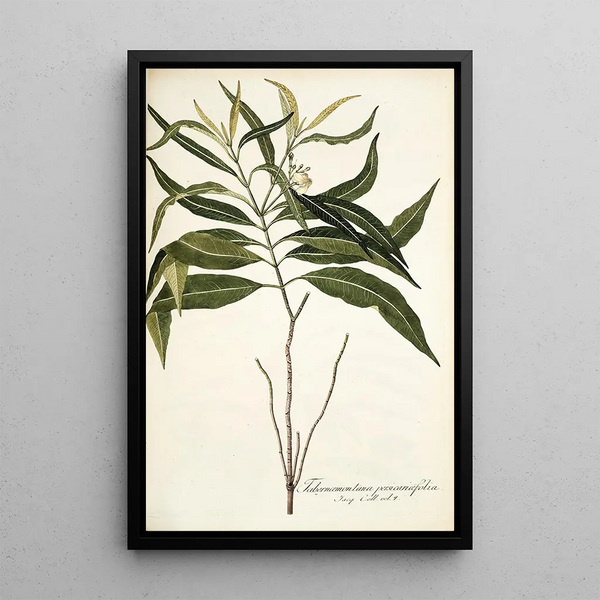 Tabernaemontana persicariaefolia - Nikolaus Joseph Freiherr von Jacquin — gerahmtes Bild an der Wand