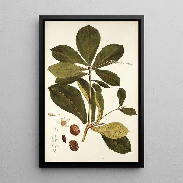 Terminalia catappa - Nikolaus Joseph Freiherr von Jacquin — gerahmtes Bild an der Wand