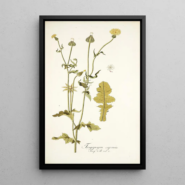 Thagopogon capensis - Nikolaus Joseph Freiherr von Jacquin — gerahmtes Bild an der Wand