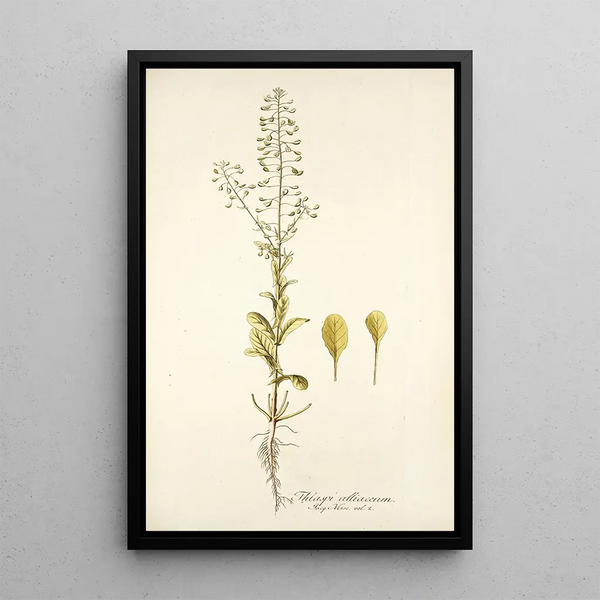 Thlaspi alliaceum - Nikolaus Joseph Freiherr von Jacquin — gerahmtes Bild an der Wand