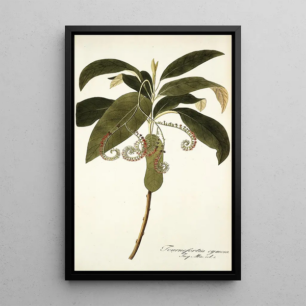 Tournefortia cymosa - Nikolaus Joseph Freiherr von Jacquin — gerahmtes Bild an der Wand