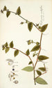 Tradescantia multiflora - Nikolaus Joseph Freiherr von Jacquin — Ansicht des Kunstwerks