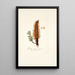 Tremella clavariaeformis - Nikolaus Joseph Freiherr von Jacquin — gerahmtes Bild an der Wand