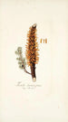 Tremella clavariaeformis - Nikolaus Joseph Freiherr von Jacquin — Ansicht des Kunstwerks