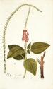 Verbena mutabilis - Nikolaus Joseph Freiherr von Jacquin — Ansicht des Kunstwerks