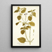Verbena prismatica - Nikolaus Joseph Freiherr von Jacquin — gerahmtes Bild an der Wand
