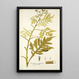 Nikolaus Joseph Freiherr von Jacquin - Verbesina gigantea.webp