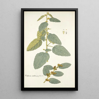 Nikolaus Joseph Freiherr von Jacquin - Waltheria indica.webp