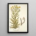 Xeranthemum fulgidum - Nikolaus Joseph Freiherr von Jacquin — gerahmtes Bild an der Wand