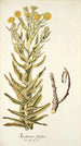 Xeranthemum fulgidum - Nikolaus Joseph Freiherr von Jacquin — Ansicht des Kunstwerks