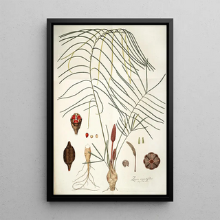 Nikolaus Joseph Freiherr von Jacquin - Zamia angustifolia.webp