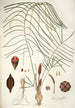 Zamia angustifolia - Nikolaus Joseph Freiherr von Jacquin — Ansicht des Kunstwerks