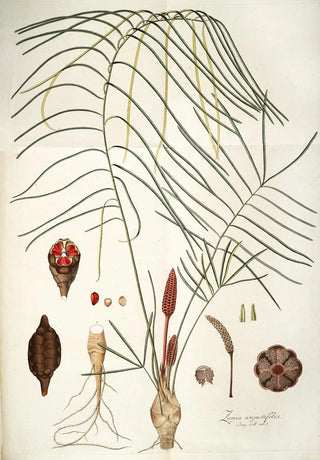 Nikolaus Joseph Freiherr von Jacquin - Zamia angustifolia.webp
