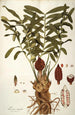 Zamia integrifolia - Nikolaus Joseph Freiherr von Jacquin — Ansicht des Kunstwerks