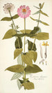 Zinnia elegans - Nikolaus Joseph Freiherr von Jacquin — Ansicht des Kunstwerks