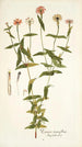 Zinnia tenuiflora - Nikolaus Joseph Freiherr von Jacquin — Ansicht des Kunstwerks