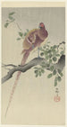 Fasan in Kupfer - Ohara Koson — Ansicht des Kunstwerks