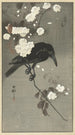Rabe mit Kirschblüte - Ohara Koson — Ansicht des Kunstwerks