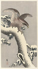 Adler auf schneebedecktem Kiefer - Ohara Koson — Ansicht des Kunstwerks