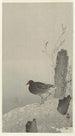 Wasserhuhn - Ohara Koson — Ansicht des Kunstwerks