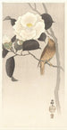 Singender Vogel und blühender Kamelie - Ohara Koson — Ansicht des Kunstwerks