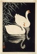 Chinesische weiße Gänse schwimmen in der Nähe von Schilf - Ohara Koson — Ansicht des Kunstwerks