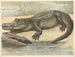 Krokodil - Oluf August Hermansen — Ansicht des Kunstwerks