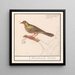 Ortolan Emberiza hortulana - Anselmus Botius de Boodt — gerahmtes Bild an der Wand