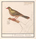 Ortolan Emberiza hortulana - Anselmus Botius de Boodt — Ansicht des Kunstwerks