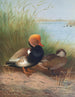 Fuligule milouin à crête rouge - Otto Murray Dixon — Ansicht des Kunstwerks