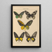 Papillons exotiques Pl001 - Otto Staudinger — gerahmtes Bild an der Wand