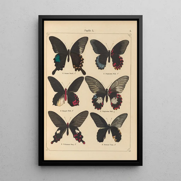 Papillons exotiques Pl005 - Otto Staudinger — gerahmtes Bild an der Wand