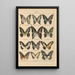 Papillons exotiques Pl006 - Otto Staudinger — gerahmtes Bild an der Wand