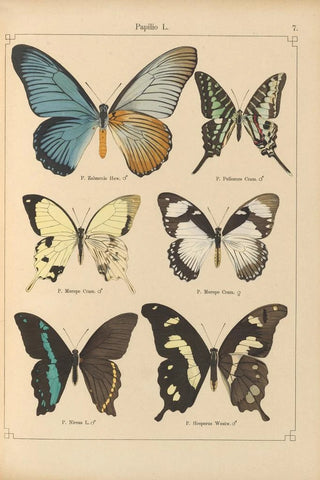 Otto Staudinger - Exotische schmetterlinge Pl007.webp