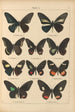 Papillons exotiques Pl008 - Otto Staudinger — Ansicht des Kunstwerks
